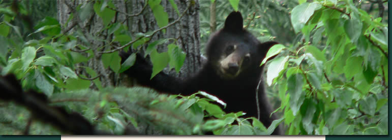 The Bear's Den Guesthouse in Field, British Columbia, Canada